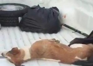 أول تعليق من”أمانة الرياض” على فيديو “الكلاب النافقة”.. وهذه ملابسات سبب نقلها بتلك الطريقة