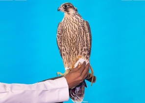 لليوم السادس .. بيع صقر “شاهين فرخ طرح العشيبة” بـ 171 ألف ريال