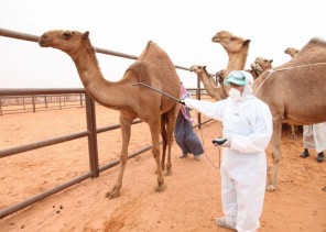 فرع البيئة بـ”رفحاء” يدعو المواطنين الراغبين بترقيم إبلهم للمراجعة خلال هذا اليومين!