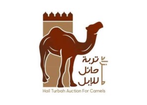 بعد أن سجل دخل أكثر من 27 مليون ريال .. اختتام مزاد تربة حائل للإبل في نسخته الثالثة