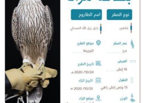 مزاد الصقور يواصل إثارته بـ 3 صقور