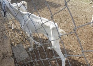 سعره 150 ريالاً.. لقاح جديد لمواجهة المرض القاتل للماشية بجازان