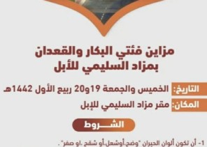 أشواط متعددة وعروض لأفخم النخب .. إقامة مزاد السليمي للإبل في حائل