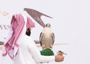 الصقران “أصايل” و “عنيزة” يحسمان شوط مسابقة “الملواح” بمهرجان الملك عبدالعزيز للصقور