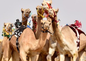 محافظة رماح تستضيف سباق الهجن على مدار 6 أيام