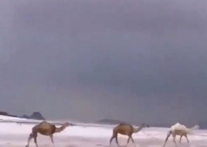 شاهد .. الإبل والجليد والضباب في مشهد بديع مع تساقط الأمطار بحائل أمس (فيديو)