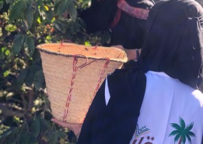 مبادرة زراعة شتلات البُن بمزرعة جميلة المالكي