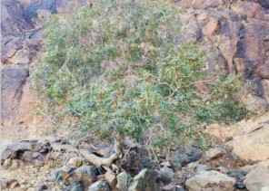 رابطة تبوك الخضراء تطلق بادرة إكثار شجرة ” البطم ” المهددة بالإندثار