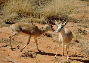 بالصور .. إطلاق عدد من ظباء الريم في منتزه مرات الوطني في الرياض