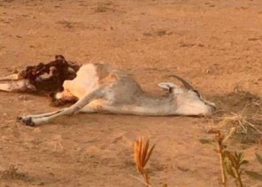 بالفيديو: البيئة تطلق “ظباء” نادر في محمية مرات .. وبعد يومين كانت المفاجأة صادمة!