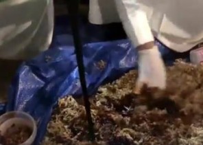 بالفيديو: لحظة ضبط مستودع تديره عماله عربية تقوم بخلط “معسل الشيشة” بنشارة الخشب في الرياض