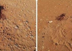 إمارة نجران: القبض على مواطنين قتـلا 5 ظباء بمحمية عروق