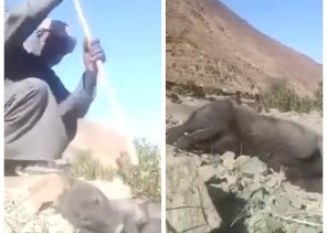 شاهد: شاب سوداني يعذب ذئب بوحشية في البر .. والشمال تطالب الجهات الأمنية التأكد من صحته!