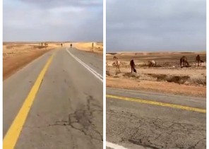 شاهد: مواطن يوثق فيديو يرصد فيه إبل سائبة على طريق (جلاجل – الداهنة) في شقراء .. وهذا ما حذر منه!