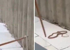 بالفيديو: العثور على “كوبرا” في ساحة الحرم المكي