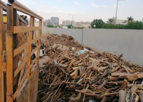 بالتعاون مع الجهات الأمنية ..”البيئة” تصادر 150 طنًا من الحطب المحلي في 5 مناطق