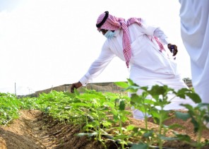 ‏مركز الأبحاث الزراعية بمنطقة جازان يقيم يوم حقلي للمحاصيل الحقليه الواعدة بمنطقة جازان