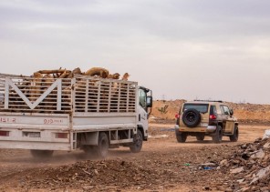 القوات الخاصة للأمن البيئي بـ”الرياض” يضبط 34 مخالفا لنظام المراعي والغابات