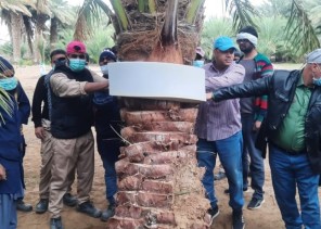 دورة تدريبية على استخدام غاز فوسفيد الالومنيوم لمكافحة سوسة النخيل في بيشة