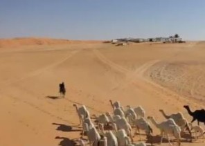 بالفيديو: عائلة تعتزل حياة المدينة وتعيش في الصحراء بـ”حائل” منذ عقود .. وسر تسمية المنطقة بـ”نقذة”