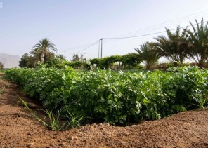 البيئة: طرح 15 ألف قطعة أرض زراعية للاستثمار جنوب غرب المملكة