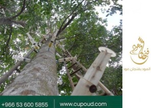 ما لا تعرفه عن رقائق العود الفتنامي أحدث صيحة في عالم العود