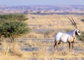 إطلاق عدد من ظباء الريم والمها العربي بمحمية الملك عبد العزيز الملكية