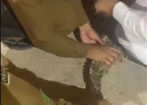 شاهد: لحظة السيطرة على تمساح كان يتجول شرق بريدة