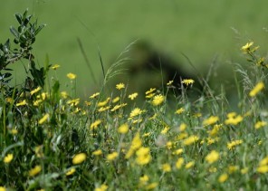 البيئة تقيم ثلاث ورش عمل افتراضية بالرياض والباحة