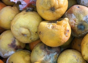 أمانة الشرقية: ضبط 624 كرتون من فاكهة البرتقال والليمون الفاسد في شاحنة قبل توزيعه في سوق الخضار المركزي بالدمام