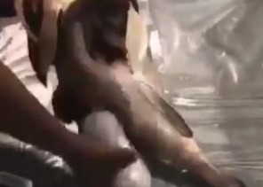 قادمة من إيران .. الجمارك الكويتية تحبط تهريب حبوب مخدرة داخل شحنة أسماك