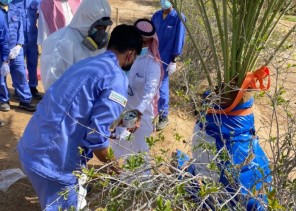 في دورة تدريبية..”الزراعة” تستعرض آليات مكافحة سوسة النخيل الحمراء بأملج