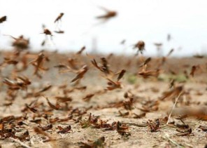 “البيئة” تحذر من خطورة وضع الجراد الصحراوي في منطقة القرن الأفريقي