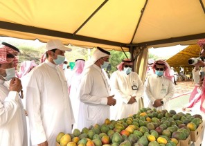 انطلاق المهرجان الأول للمانجو بمركز الفرشة في محافظة سراة عبيدة