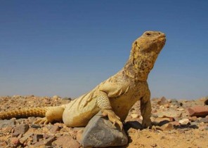 الحياة الفطرية تعلق على فيديو يظهر فيه صيد كميات كبيرة من “الضبان”