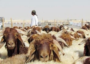 بالفيديو: رئيس رابطة المواشي يكشف عن أسعار الأضاحي وحقيقة وصولها إلى 3 آلاف ريال