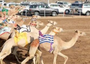 أنطلاق مهرجان ولي العهد للهجن في نسخته الثالثة يوم الأحد 29 ذي الحجة 1442 بالطائف