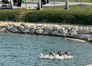 “بحيرة البط” تشهد إقبال ملحوظ من الزائرين