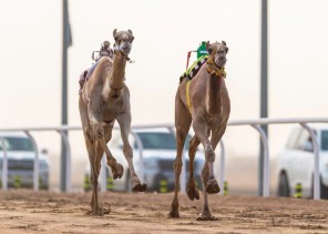 هجن مكة المكرمة تسيطر على منافسات ميدان الطائف