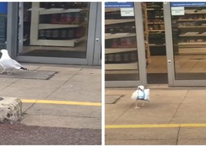 شاهد: طائر يدخل محل تجاري بحيلة ماكرة .. وعند خروجه كانت المفاجأة!