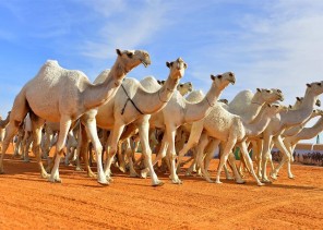 أول تعليق من نادي الإبل بشأن مقطع سوق “الطوقي للإبل”