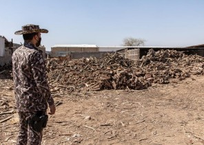 الأمن البيئي تضبط مخالفًا لنظام البيئة بحوزته 49.5 مترا مكعبا من الحطب المحلي بالرياض