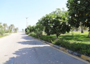 بلدية رأس تنورة تزين شوارع وكورنيش المحافظة بأكثر من 4 آلاف شجرة مزهرة