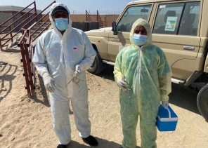 بيئة أملج تطلق حملة التحصين الثانية للمواشي