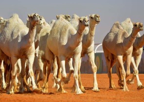 من أجل الإبلاغ عن الإبل السائبة .. البيئة: ربط منصة ترقيم الإبل مع أمن الطرق