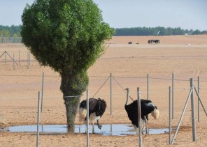 “رياض سفاري” تجمع الطيور والحيوانات النادرة في موسم الرياض 2021