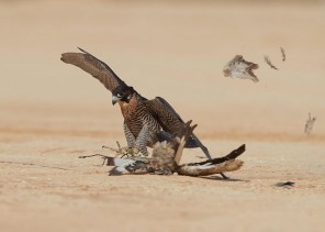 135 صقرا تتنافس في اليوم الأول لمهرجان الملك عبدالعزيز للصقور