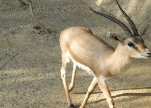 كائن فطري يتجول في أحياء الرياض.. والأمن البيئي يتدخل
