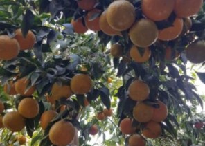 حائل تستعد لاطلاق النسخة الأولى من مهرجان الحمضيات