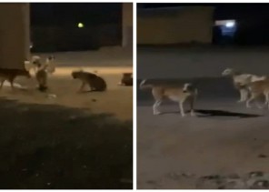 شاهد .. الشمال ترصد انتشار الكلاب الضالة في شوارع قرية بدع بن خلف .. وطلب عاجل من الأهالي